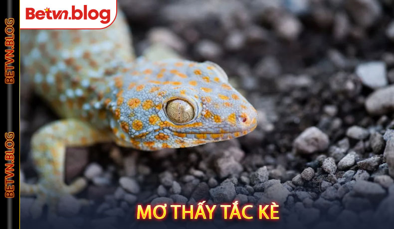 Mơ thấy tắc kè