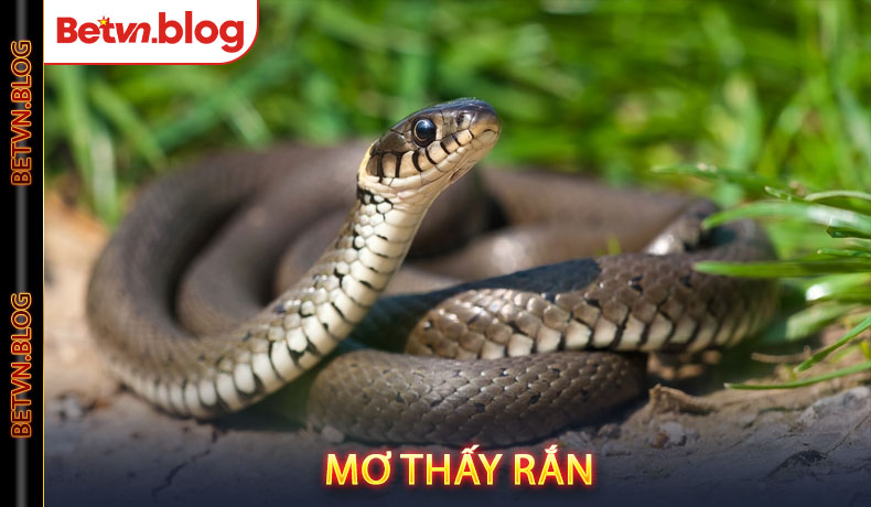 Mơ Thấy Rắn